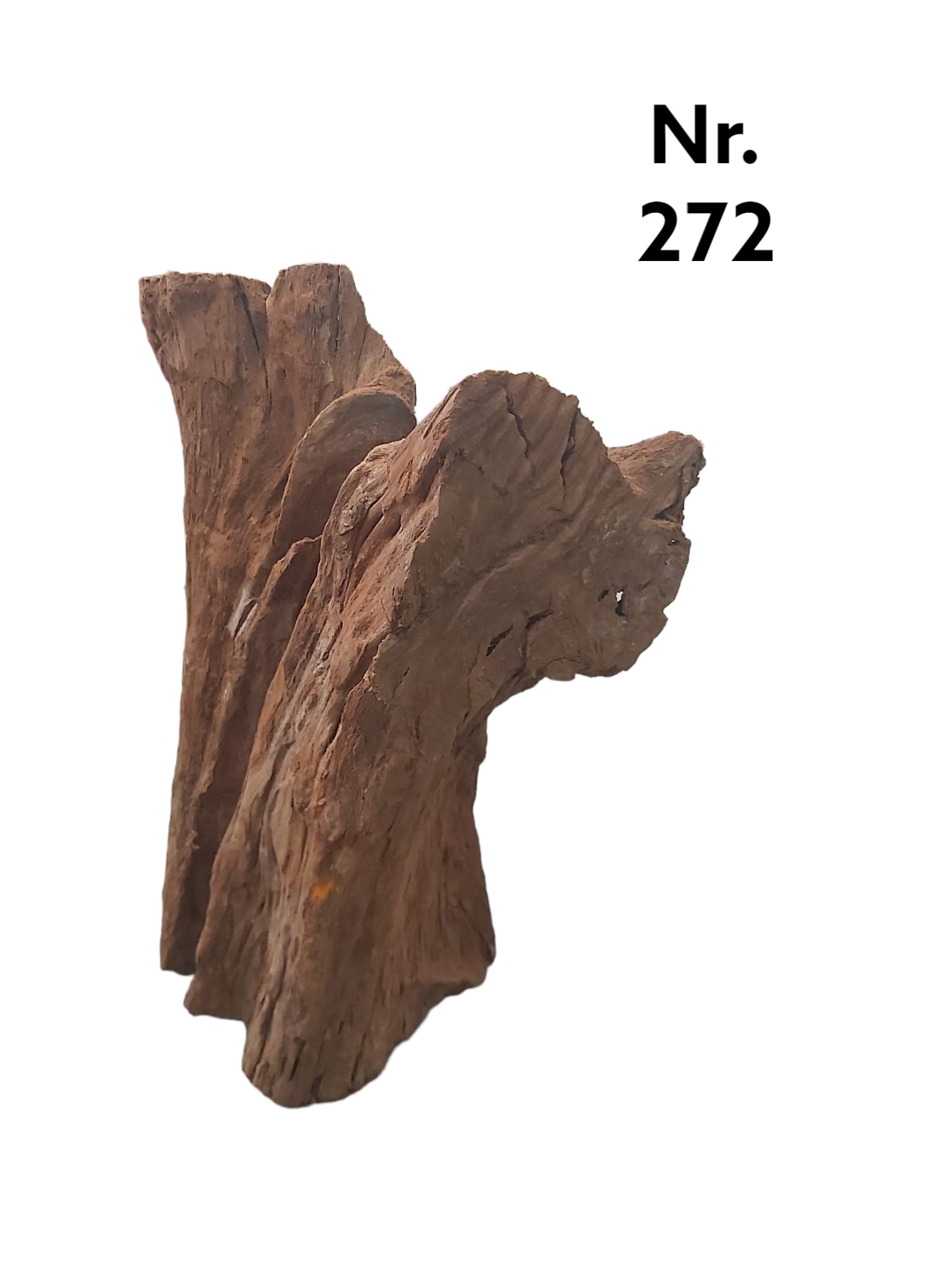 Mangrovenwurzel-Nr-272.jpg