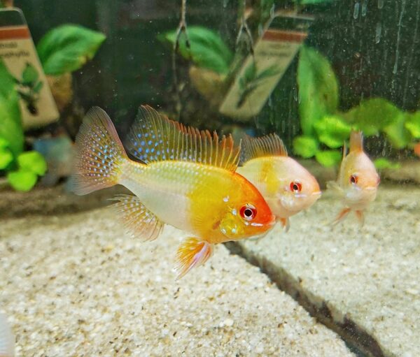 Microgeophagus ramirezi gold - Schmetterlingsbuntbarsch gold