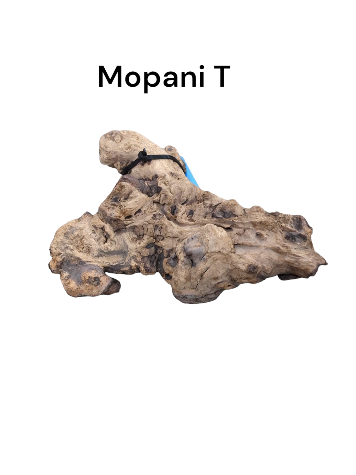 Mopani-T_.jpg