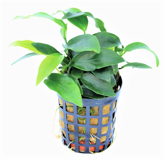 NUBIAS_NANA_MINI_5_CM_POT_0b559.jpg