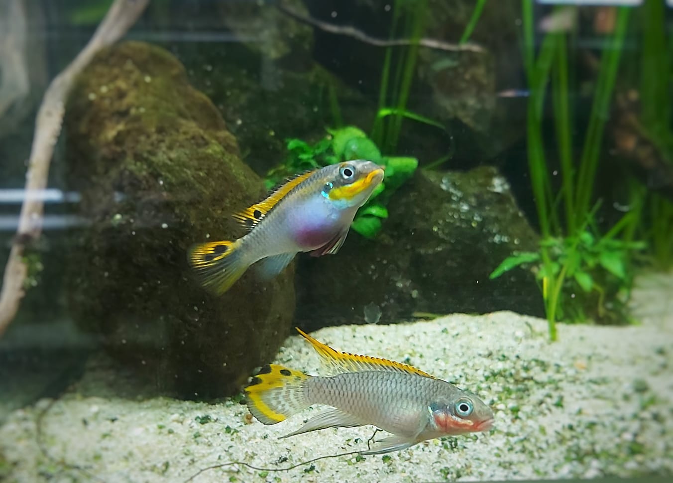 Pelvicachromis-taeniatus-nigeria-red-Smaragdprachtbarsch-weiblichluTZ47Tlq3CIK.jpg