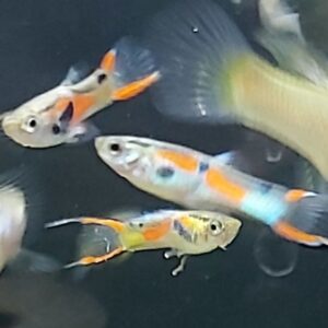 Poecilia wingei - Endlerguppy mix