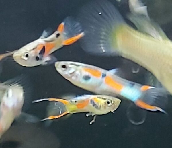 Poecilia wingei - Endlerguppy mix