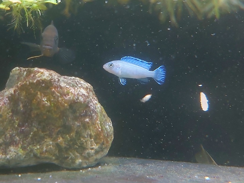 Pseudotropheus-scolofi-Eisblauer-Maulbrueter.jpg