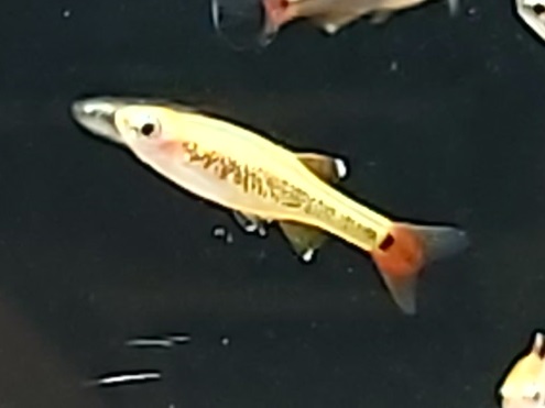 Tanichtys albonubes gold – goldener Kardinalbärbling