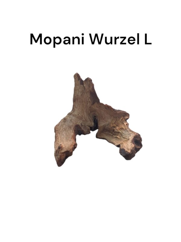 Mopaniwurzel L