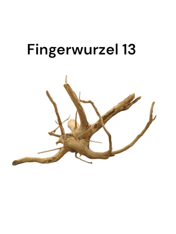 Fingerwurzel Nr. 13