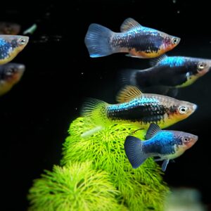 Xiphophorus maculatus - Blue tuxedo Platy