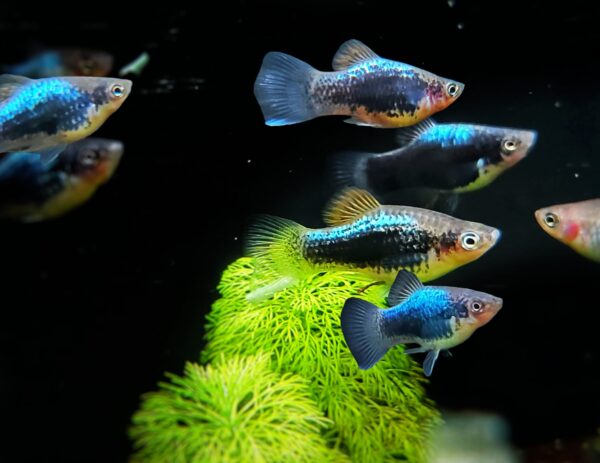 Xiphophorus maculatus - Blue tuxedo Platy