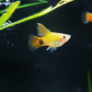 Xiphophorous maculatus - High Fin Platy Mix