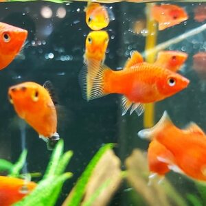 Xiphophorus maculatus - Roter Platy