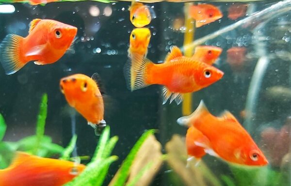 Xiphophorus maculatus - Roter Platy