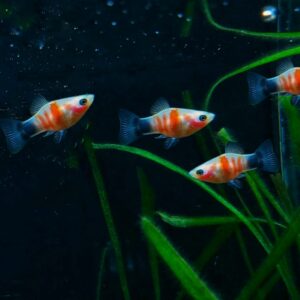 Xiphophorus maculatus - Platy blutendes Herz