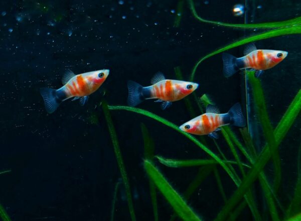 Xiphophorus maculatus - Platy blutendes Herz