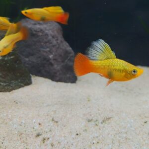 Xiphophorus variatus - Papageien Platy