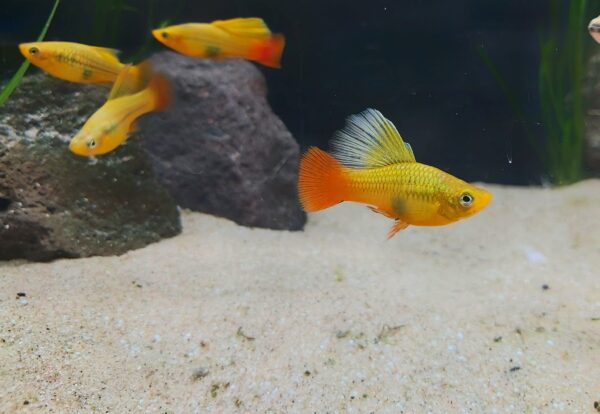 Xiphophorus variatus - Papageien Platy