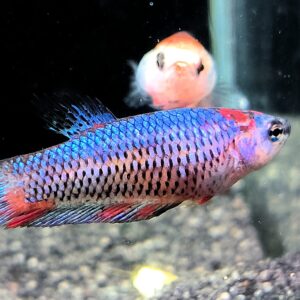 Betta Splendens Plakat Candy Koi female -  Annemarie