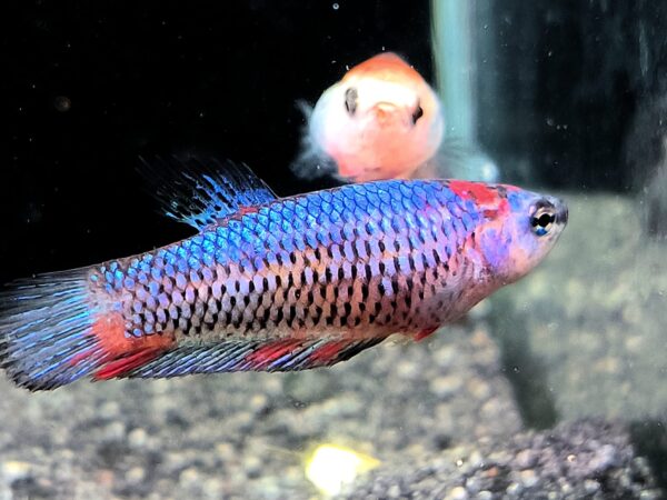 Betta Splendens Plakat Candy Koi female -  Annemarie