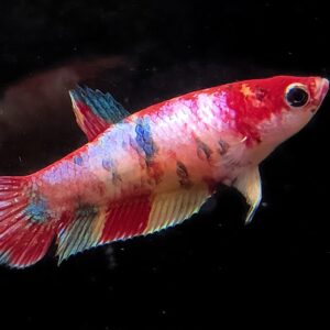 Betta Splendens Plakat Candy Koi female -  Barbara