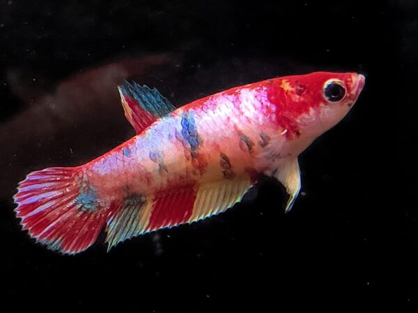 Betta Splendens Plakat Candy Koi female -  Barbara