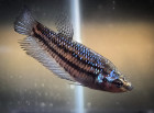 Betta splendens female  - Chantal