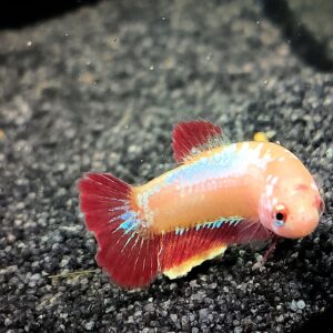 Betta splendens Plakat - Dieter