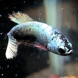 Betta splendens plakat Copper Jungtier - Elvin