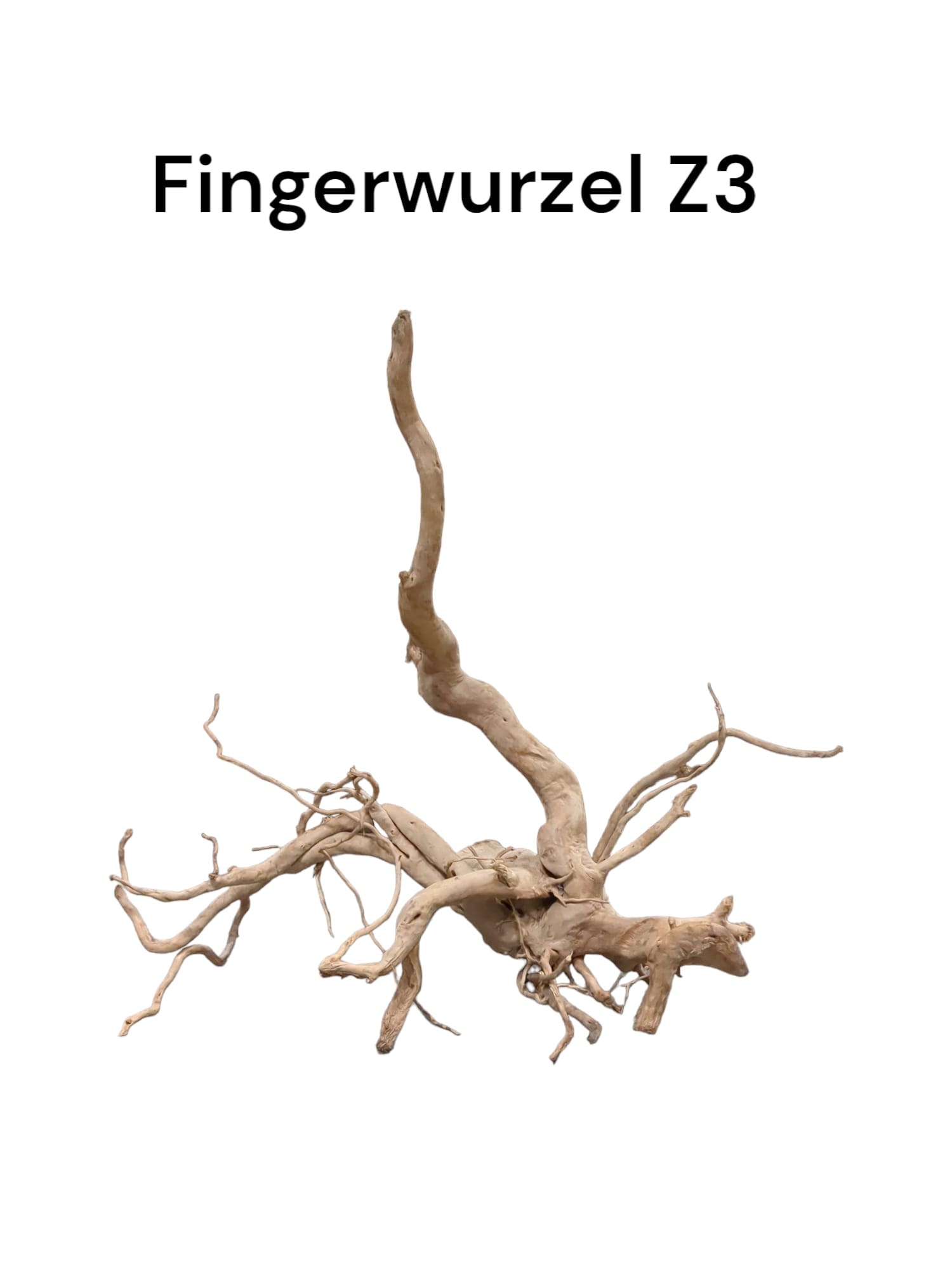 fingerwurzelz3b.jpg