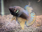 Betta splendens plakat - Kevin