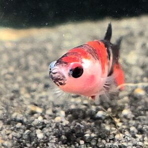 Betta splendens Galaxy Koi female -  Lotti