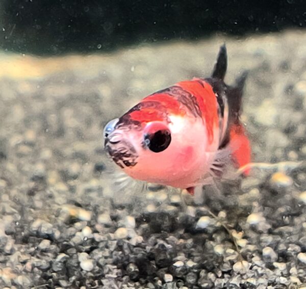 Betta splendens Galaxy Koi female -  Lotti