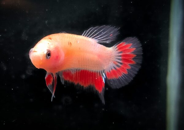 Betta splendens plakat Candy Koi - Max