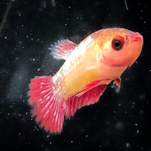 Betta splendens plakat Jungtier - Mika