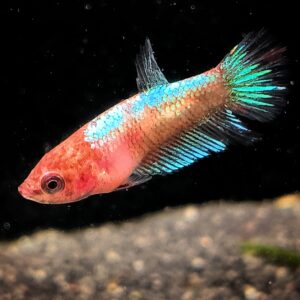 Betta splendens plakat Galaxy Koi Jungtier - Robin