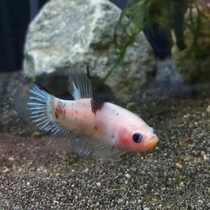 Betta splendens plakat - Torben