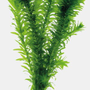 Wasserpest - Egeria Densa