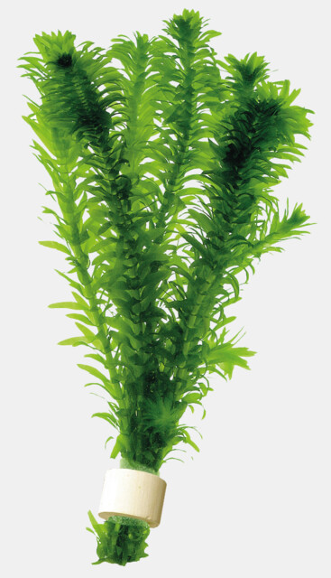 6738_ELODEA_DENSA_ECO_BOS_a4e84.jpg