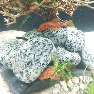 Ancistrus-sp-red-roter-Antennenwels.jpg