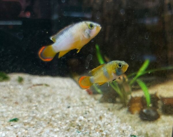 Apistogramma nijsseni - Panda Zwergbuntbarsch