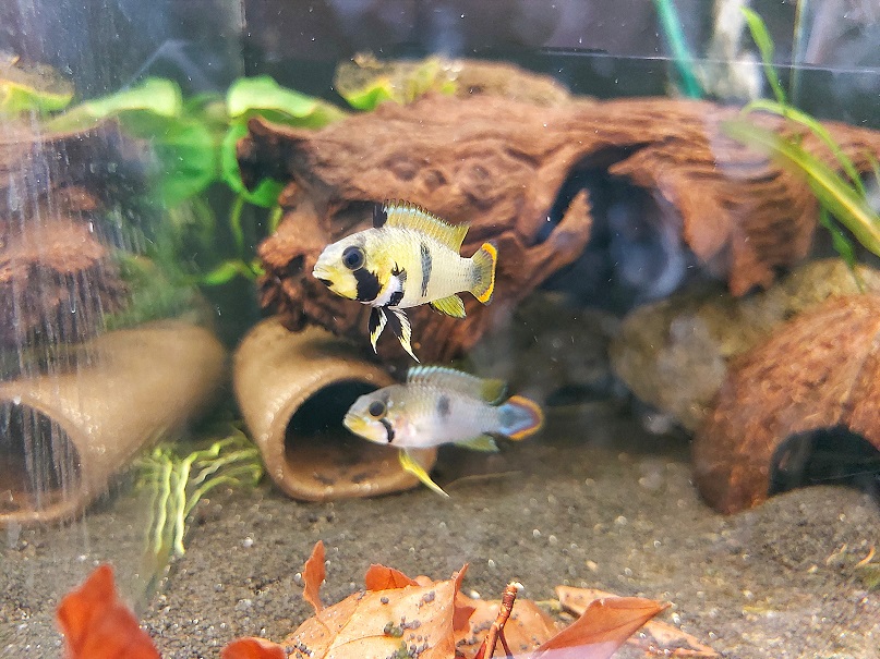 Apistogramma panduro – Zwergbuntbarsch