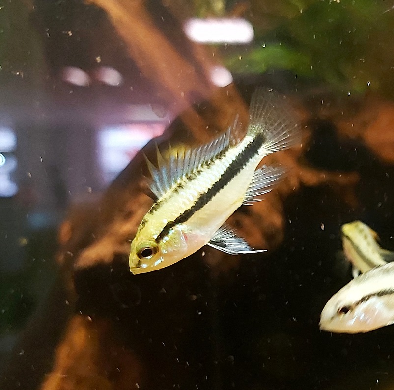 Apistogramma trifasciata – Dreistreifen Zwergbuntbarsch