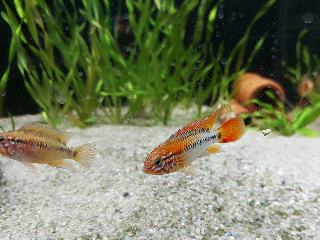 Apistogramma viejita – Schwarzkehl Zwergbuntbarsch