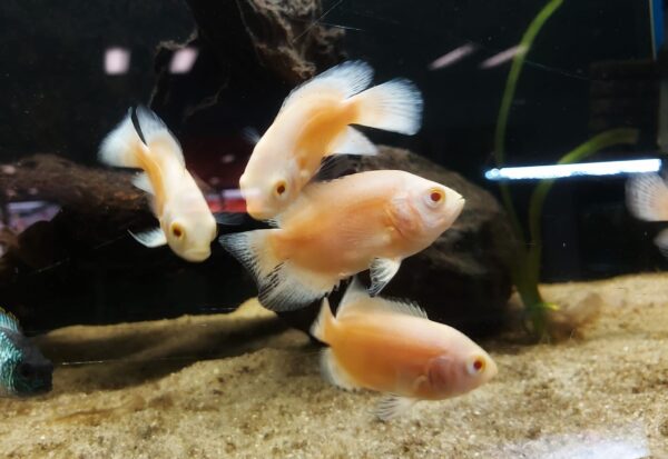 Astronotus-ocellatus-Pfauenaugenbuntbarsch-albino.jpg