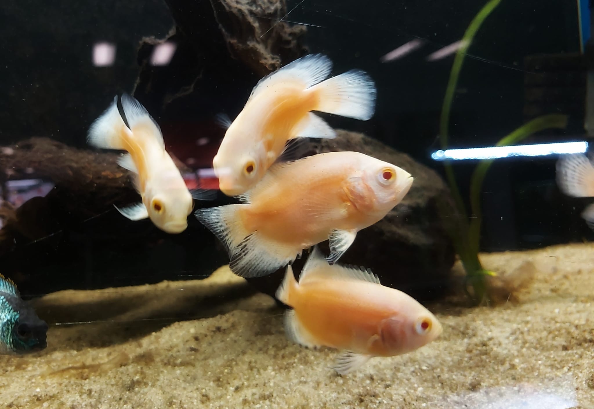 Astronotus ocellatus – Pfauenaugenbuntbarsch gold