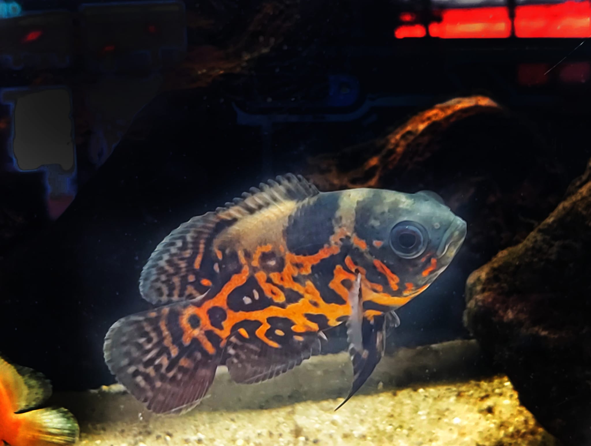 Astronotus ocellatus – Pfauenaugenbuntbarsch red tiger