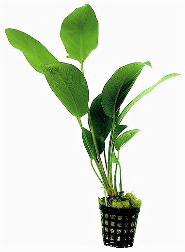 Anubias hastifolia - Herzblättriges Riesenspeerblatt