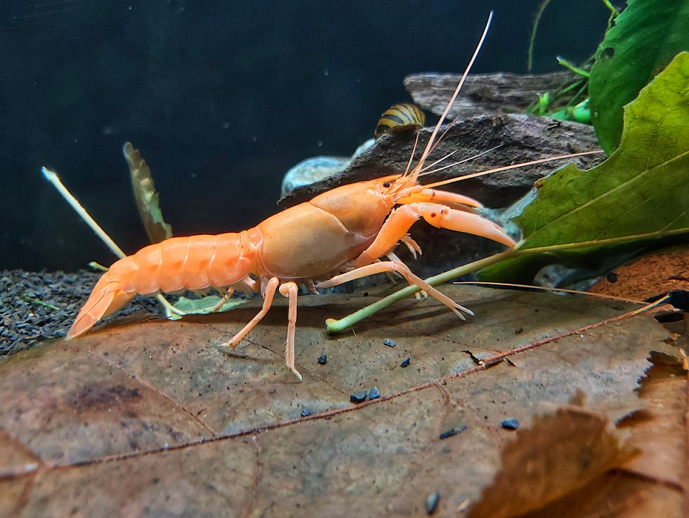 Cherax-apricot-oder-cherax-orange.jpg