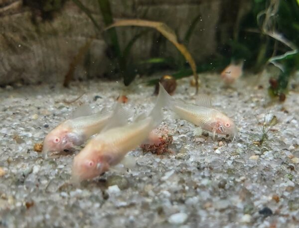 Corydoras Aeneus - Metallpanzerwels