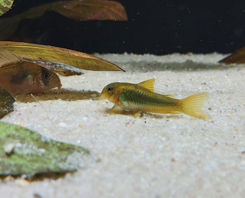 Corydoras Aeneus goldstripe – Goldstripe Panzerwels