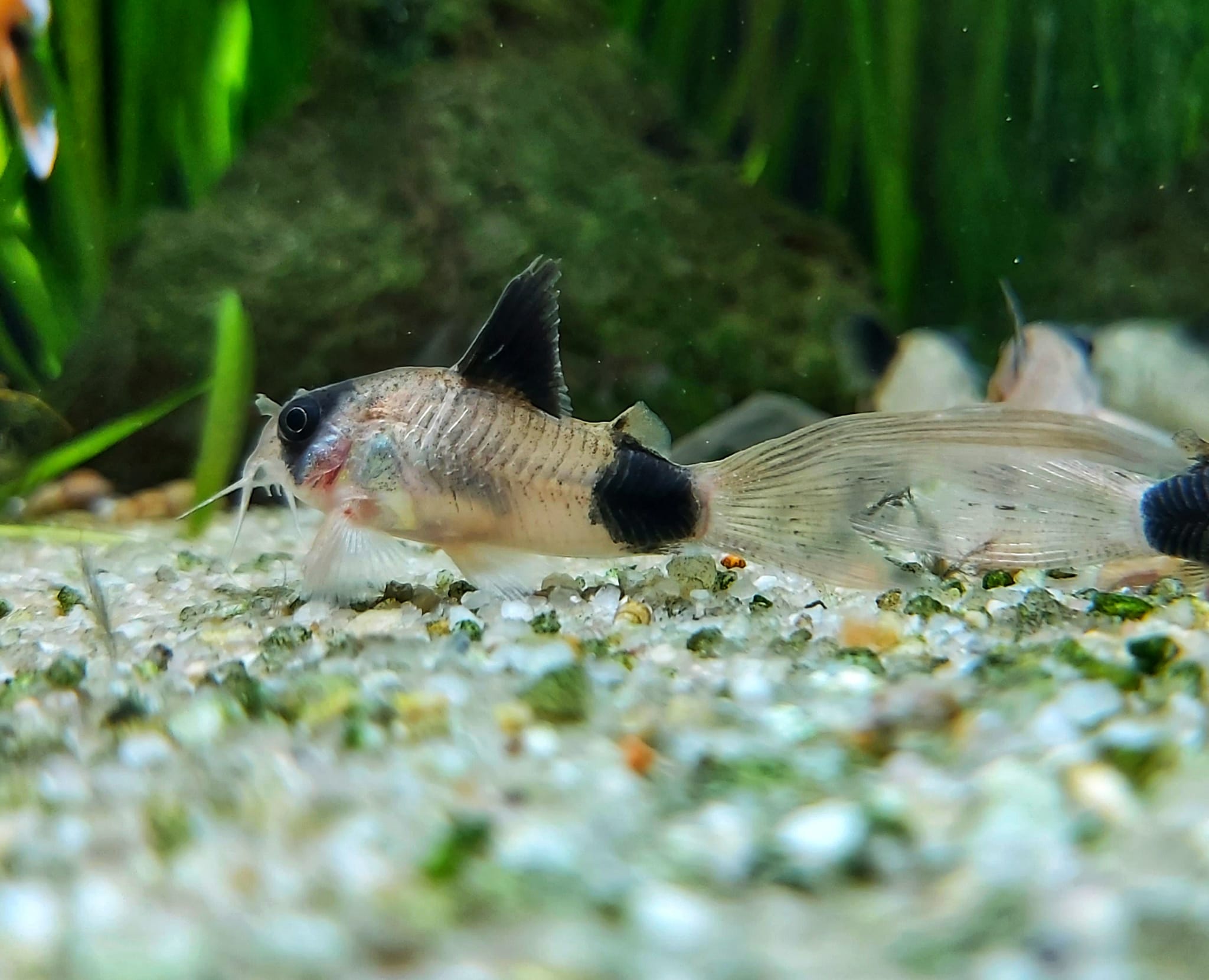 Corydoras-Panda-long-fin-kaufen-long-fin-panda-Panzerwels.jpg